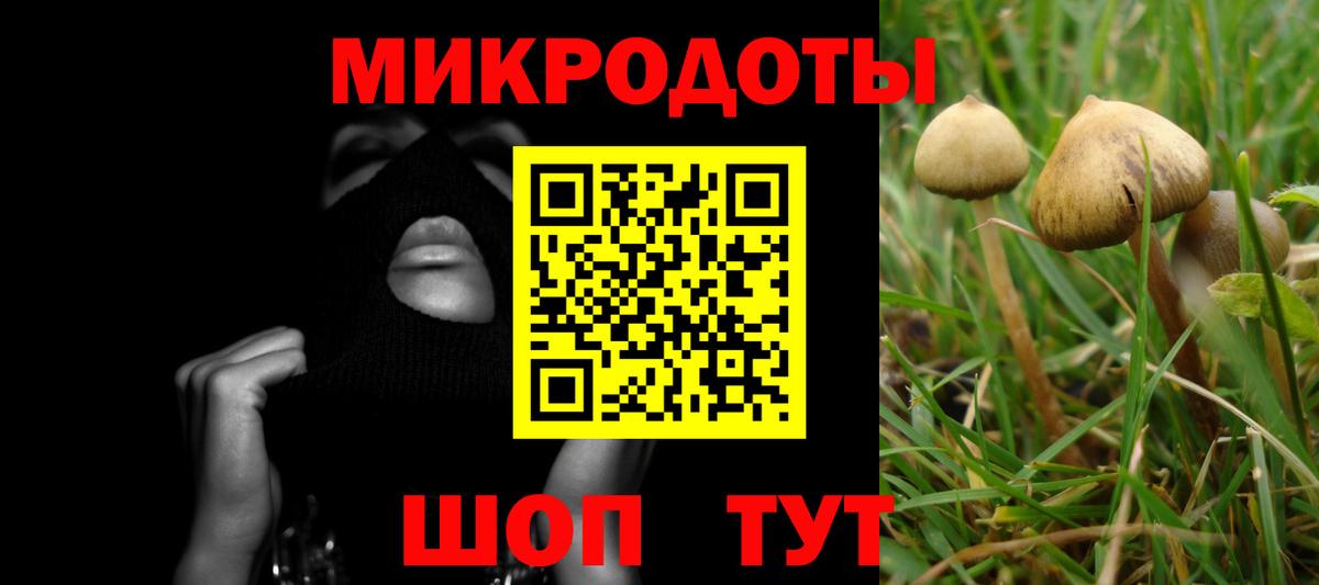 Галлюциногенные грибы Psilocybe Калач-на-Дону